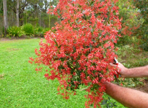 The Christmas Bush, a native Australian plant used for decorating during Christmas time. 