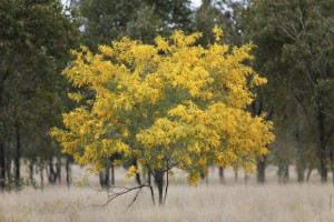 Wattle1