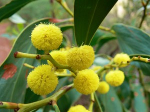 Wattle2