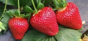 Strawberries - spring