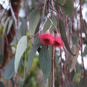 gum leaves