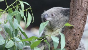 koala gum