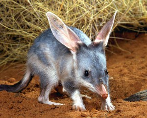 Bilby