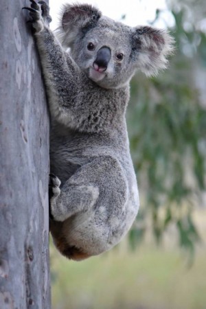 Koala