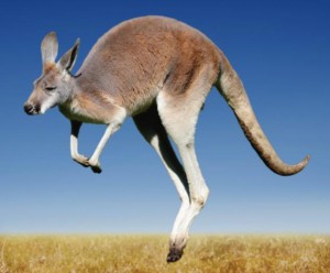 kangaroo