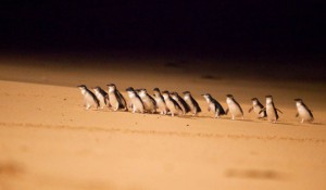 Penguin Parade