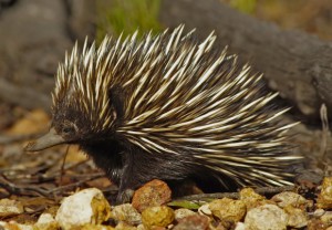 echidna