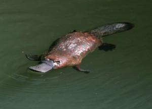 platypus