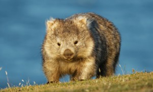 wombat