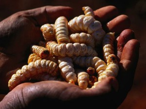 witchetty grub