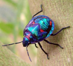 jewel bug