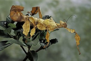 stick insect