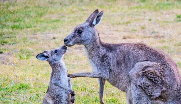 Kangaroo baby