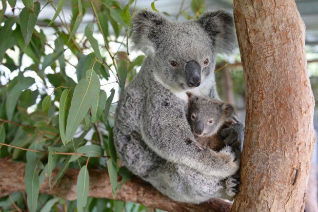 Koala baby